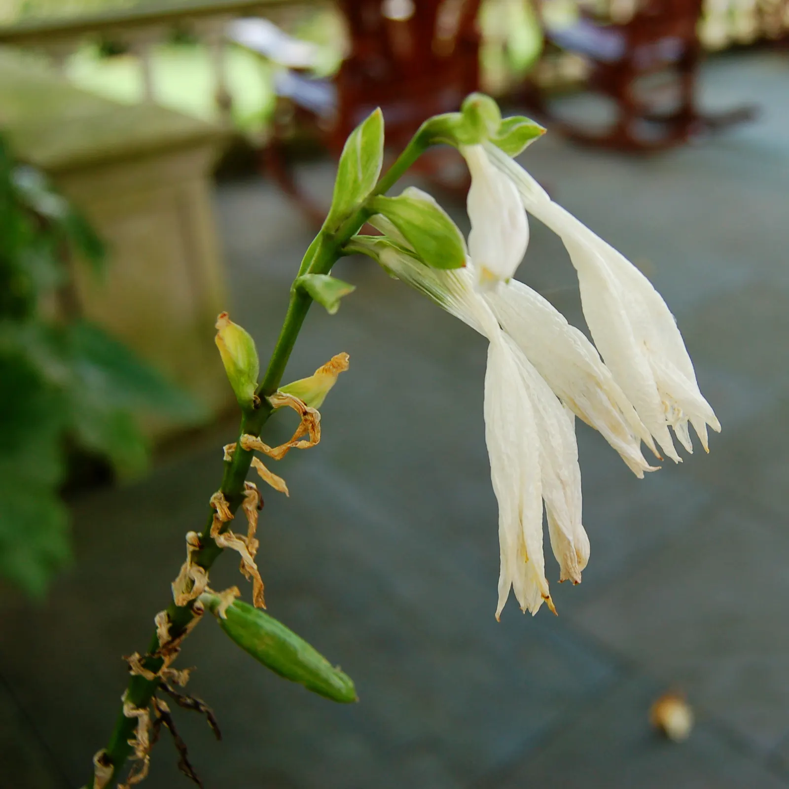 Royal Standard Hosta (Hosta 'Royal Standard') — It boasts fragrant white flowers on stalks up to 3 feet in late summer