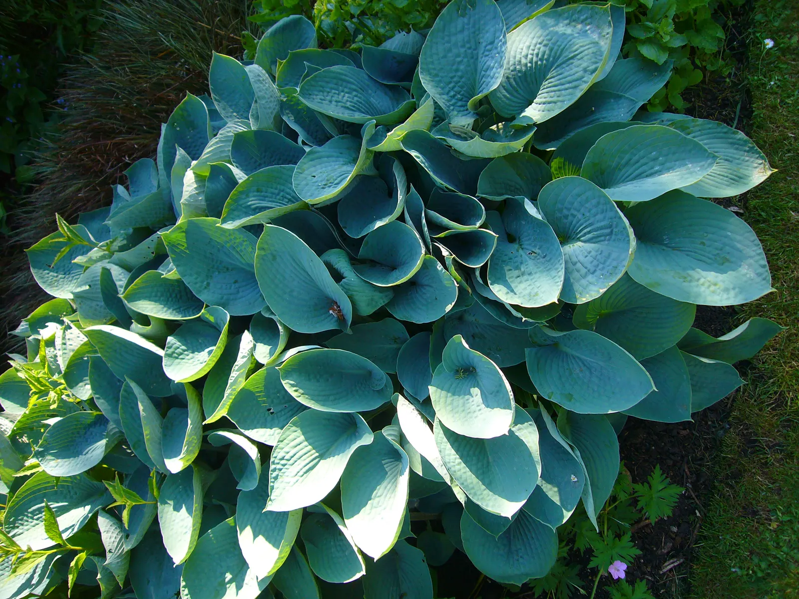 Royal Standard Hosta (Hosta 'Royal Standard') — reaching a mature height of 18-24 inches with a spread about 3-4 feet