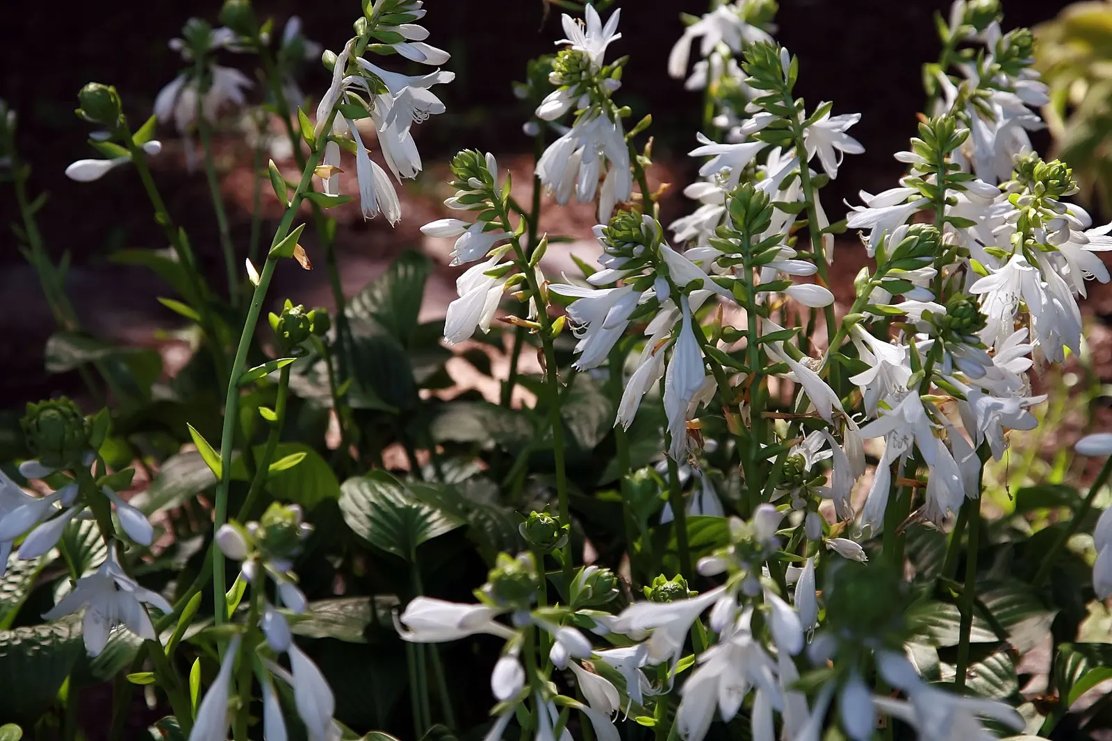 Royal Standard Hosta (Hosta 'Royal Standard') — The Royal Standard Hosta (Hosta 'Royal Standard') is a dependable perennial with lush