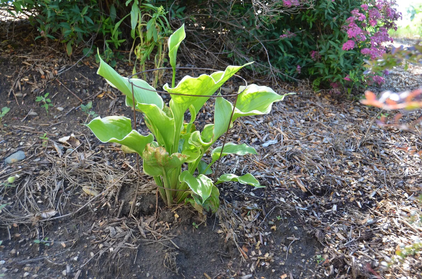 Royal Standard Hosta (Hosta 'Royal Standard') — provided it has adequate moisture