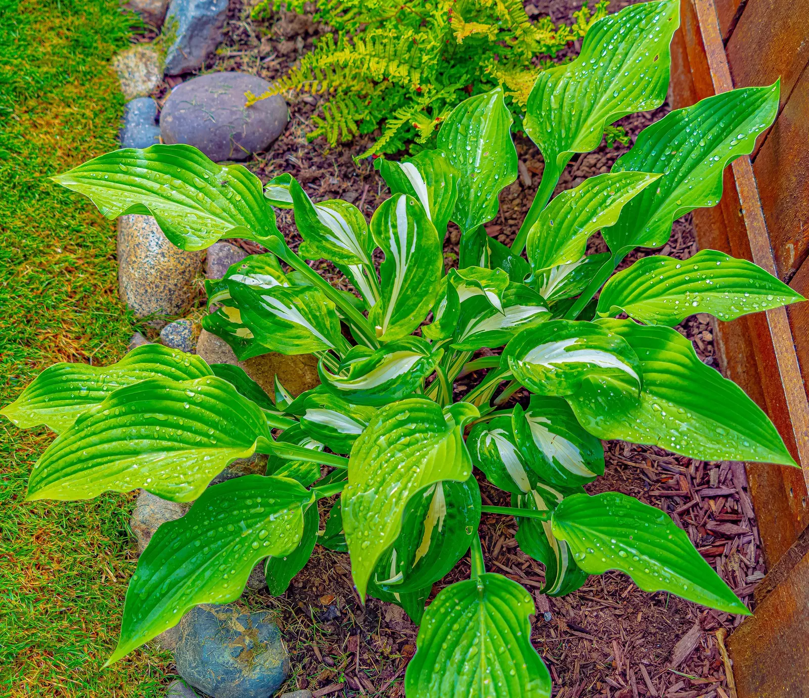 Royal Standard Hosta (Hosta 'Royal Standard') — though it benefits from mulching to retain soil moisture and reduce weed competition