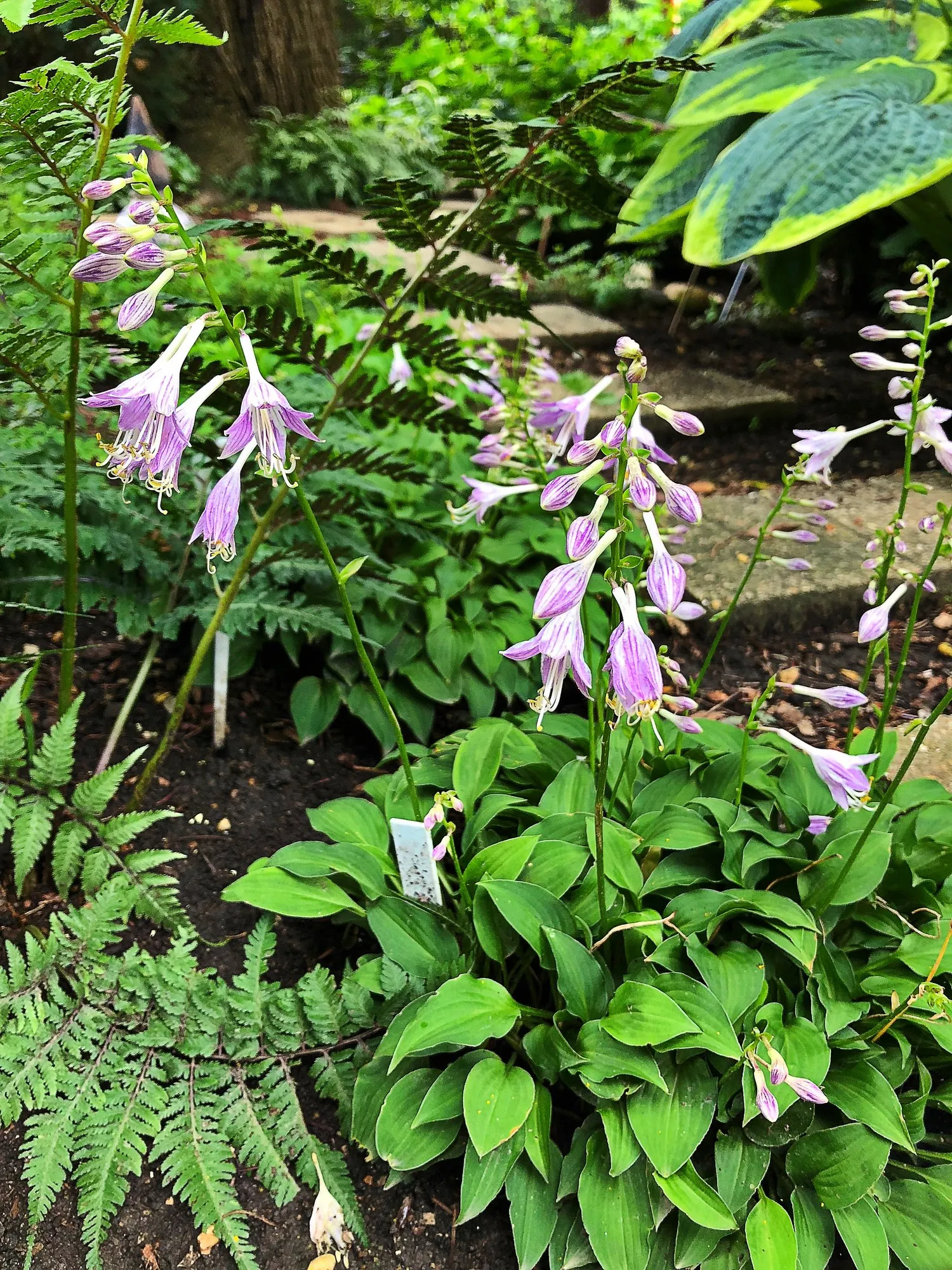 Royal Standard Hosta (Hosta 'Royal Standard') — glossy leaves are of a deep green hue and can reach lengths of 8 to 10 inches