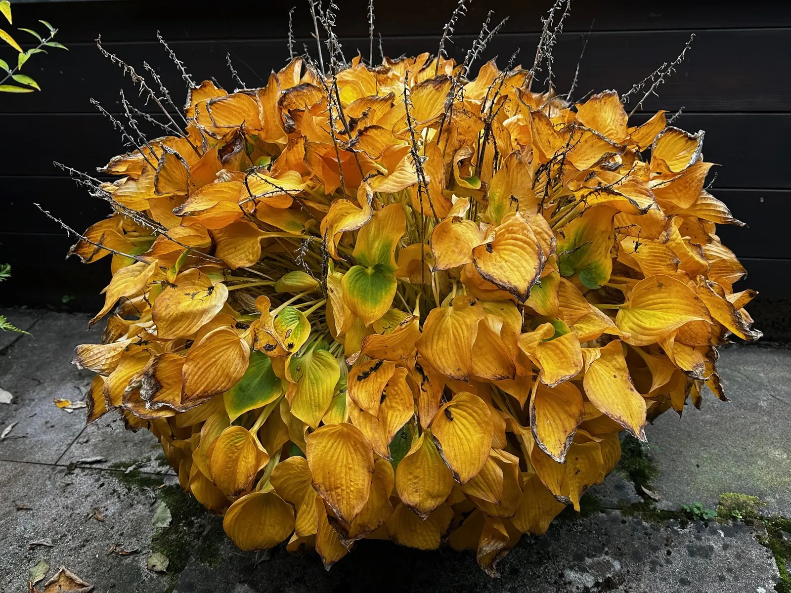 Royal Standard Hosta (Hosta 'Royal Standard') — Ideally suited for zones 3 through 9