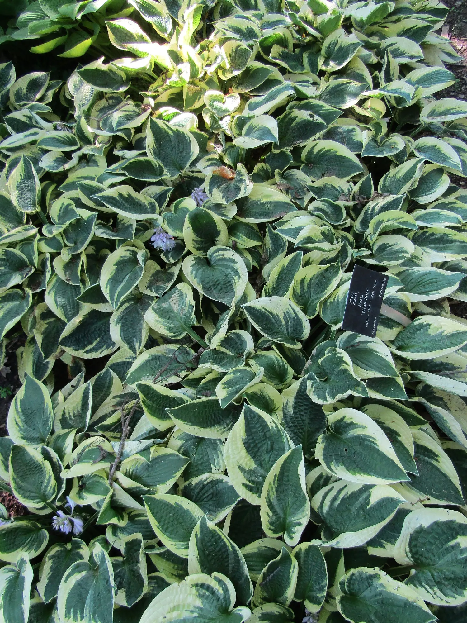 Royal Standard Hosta (Hosta 'Royal Standard') — Resilient and aesthetically versatile