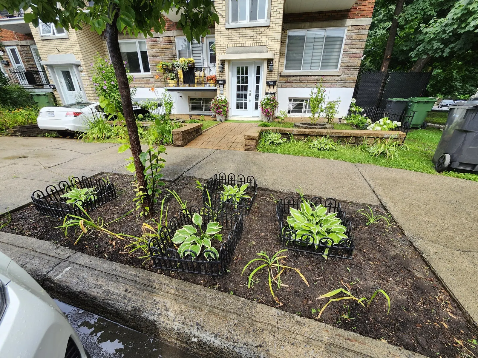 Royal Standard Hosta (Hosta 'Royal Standard') — is a prized cultivar among shade-tolerant ornamentals