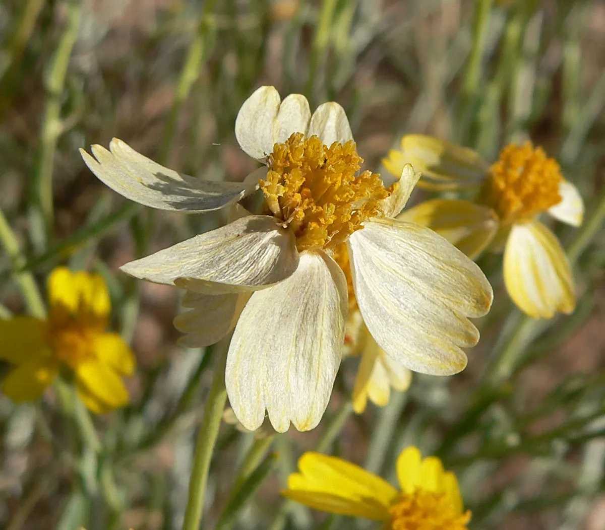 Cooper's Paperflower (Psilostrophe Cooperi) — Blooms are typically around 2 inches in diameter and grace the plant from late spring to early fall