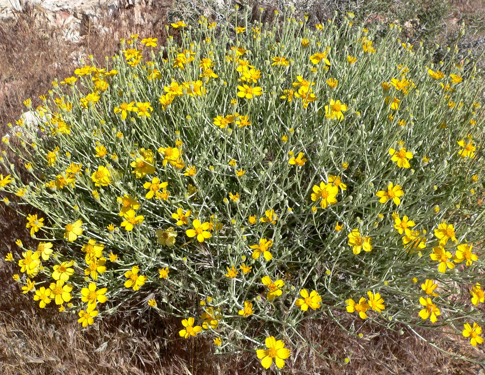 Cooper's Paperflower (Psilostrophe Cooperi) — the Psilostrophe cooperi forms a mound of narrow