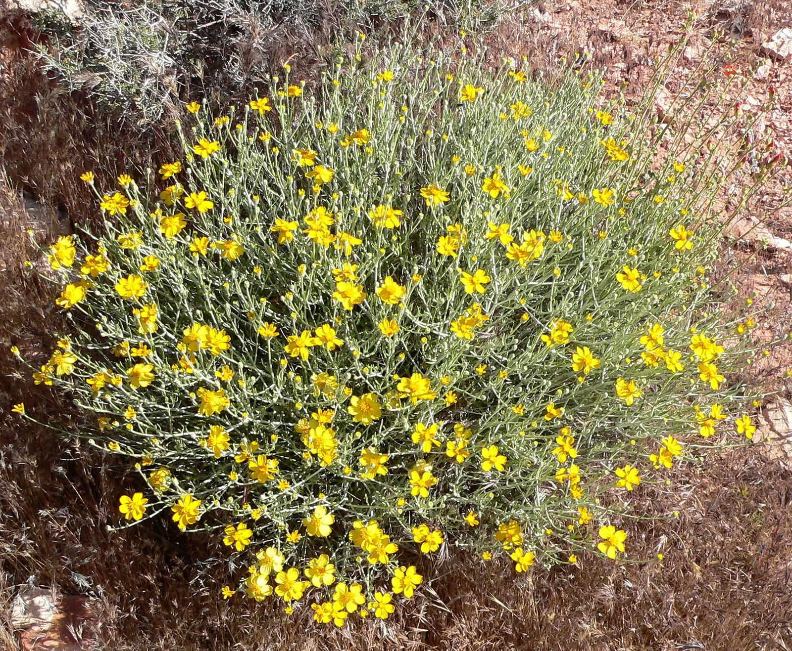 Cooper's Paperflower (Psilostrophe Cooperi) — adding continuous color and texture