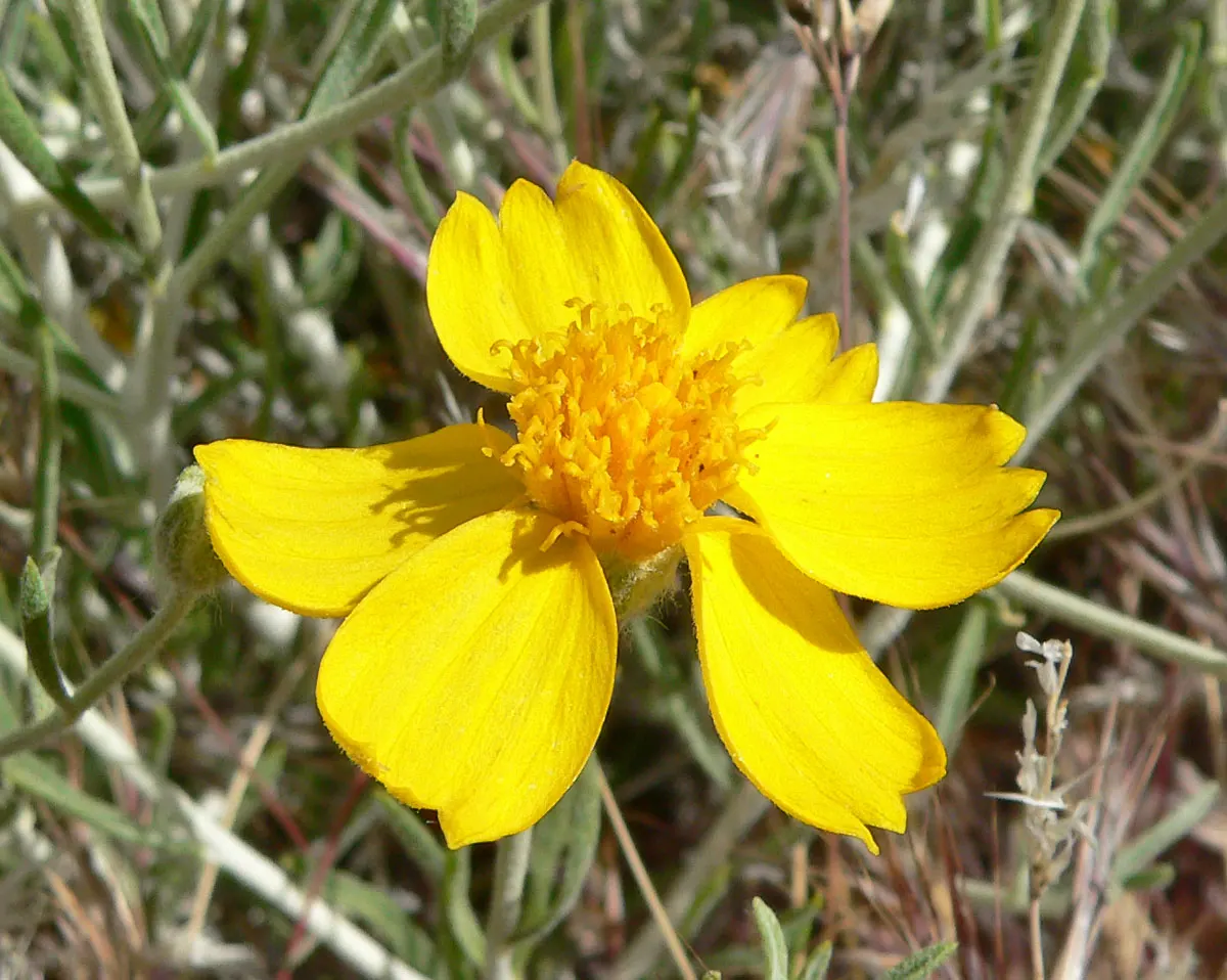 Cooper's Paperflower (Psilostrophe Cooperi) — linear grey-green leaves that are typically about 2 to 4 inches long
