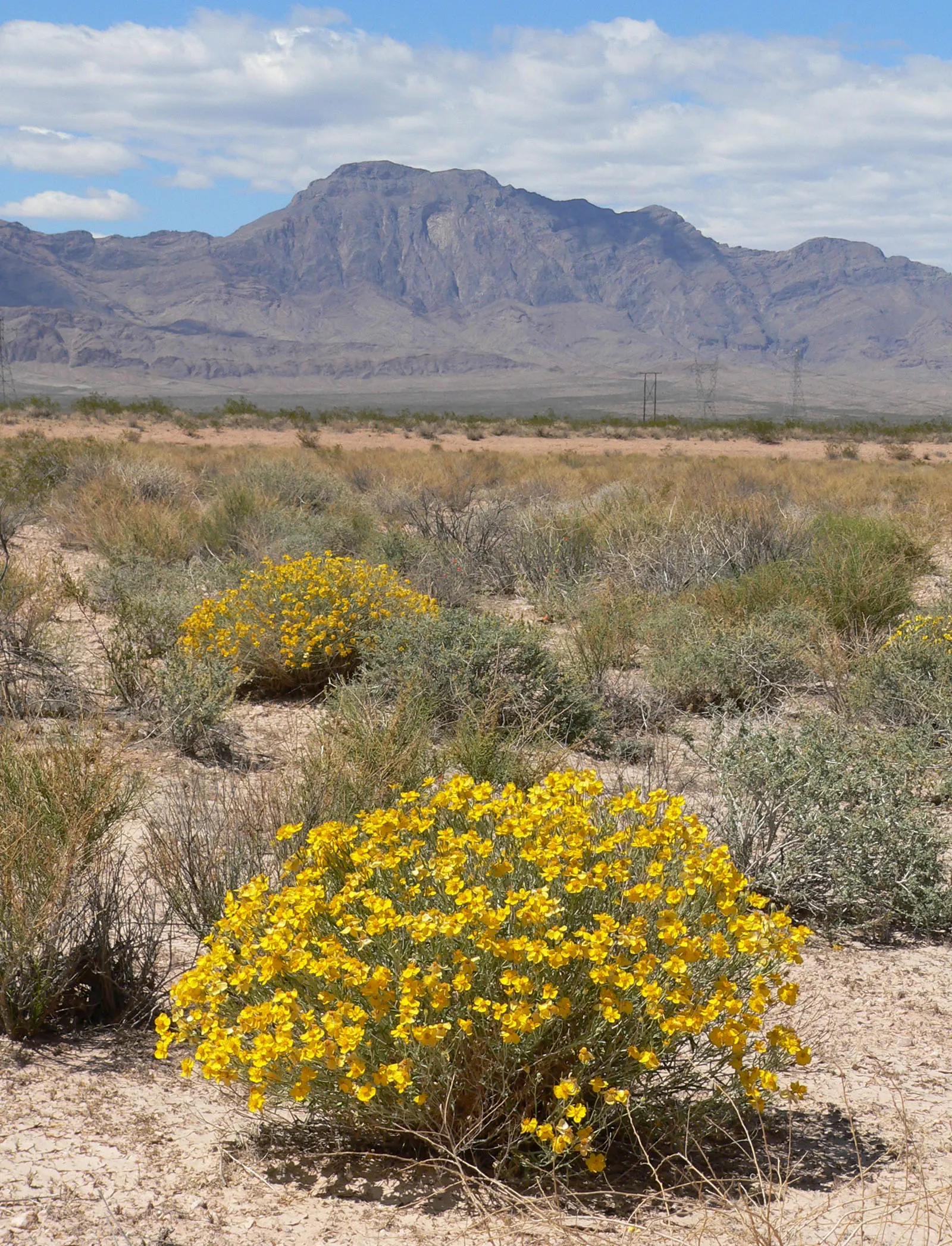 Cooper's Paperflower (Psilostrophe Cooperi) — scientifically known as Psilostrophe cooperi