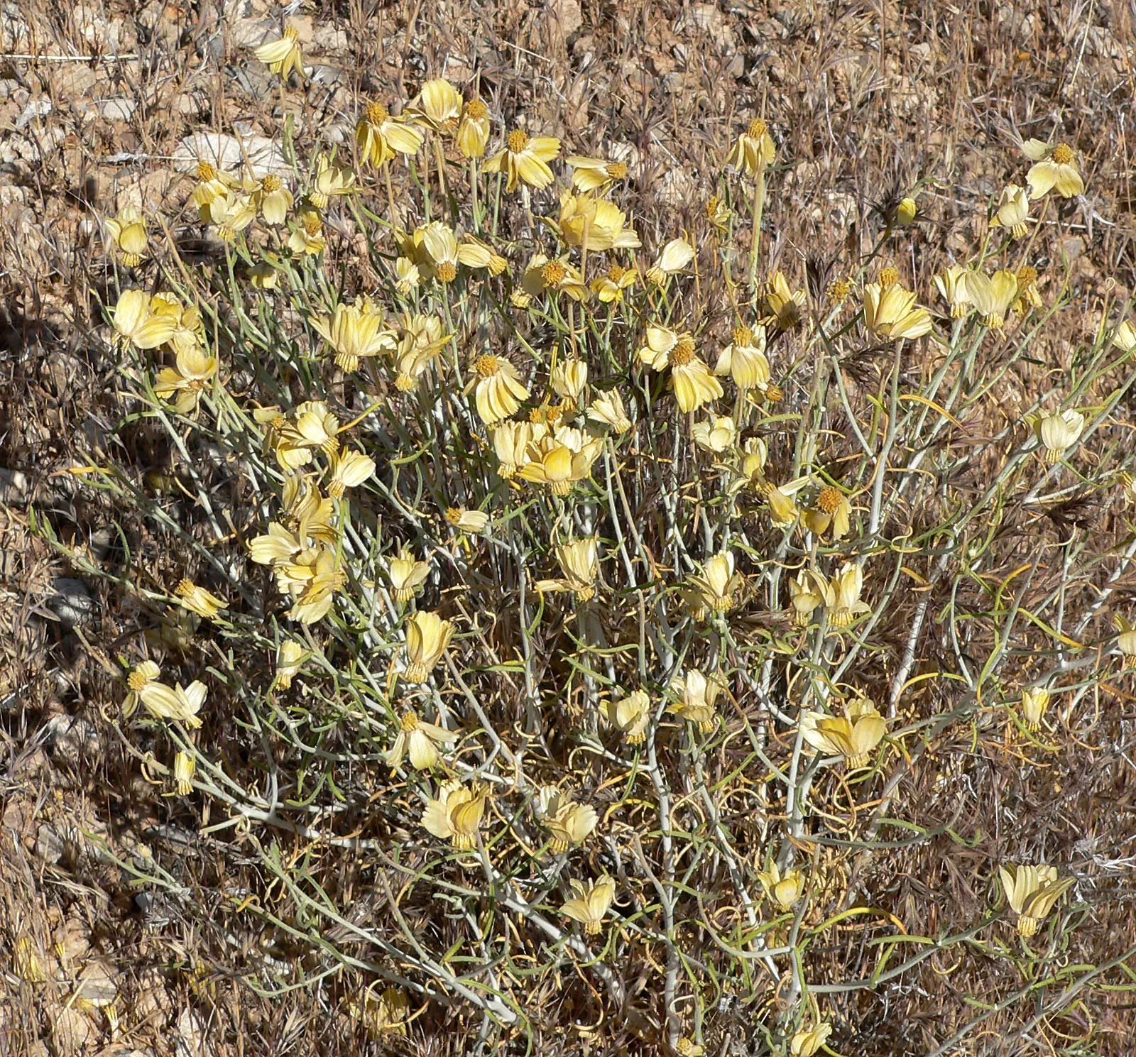Cooper's Paperflower (Psilostrophe Cooperi) — Blossoms emerge in spring