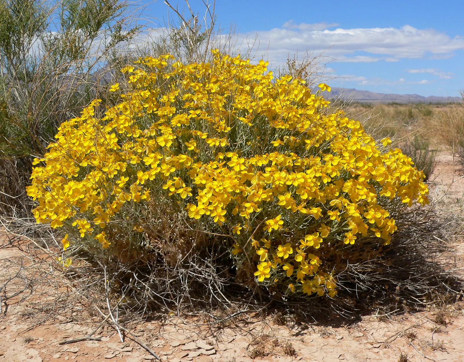 Cooper's Paperflower (Psilostrophe Cooperi) — with silvery foliage and bright yellow