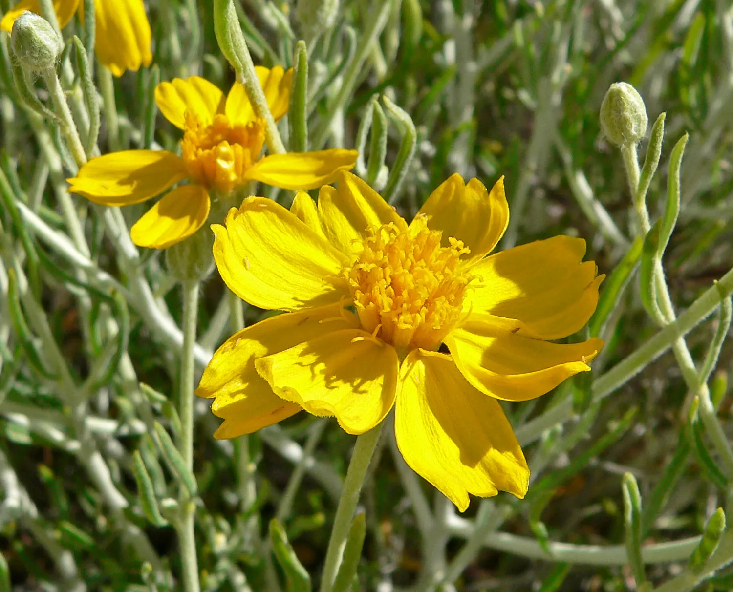 Cooper's Paperflower (Psilostrophe Cooperi) — incorporating Cooper's Paperflower can provide clients with an enduring display of color and texture