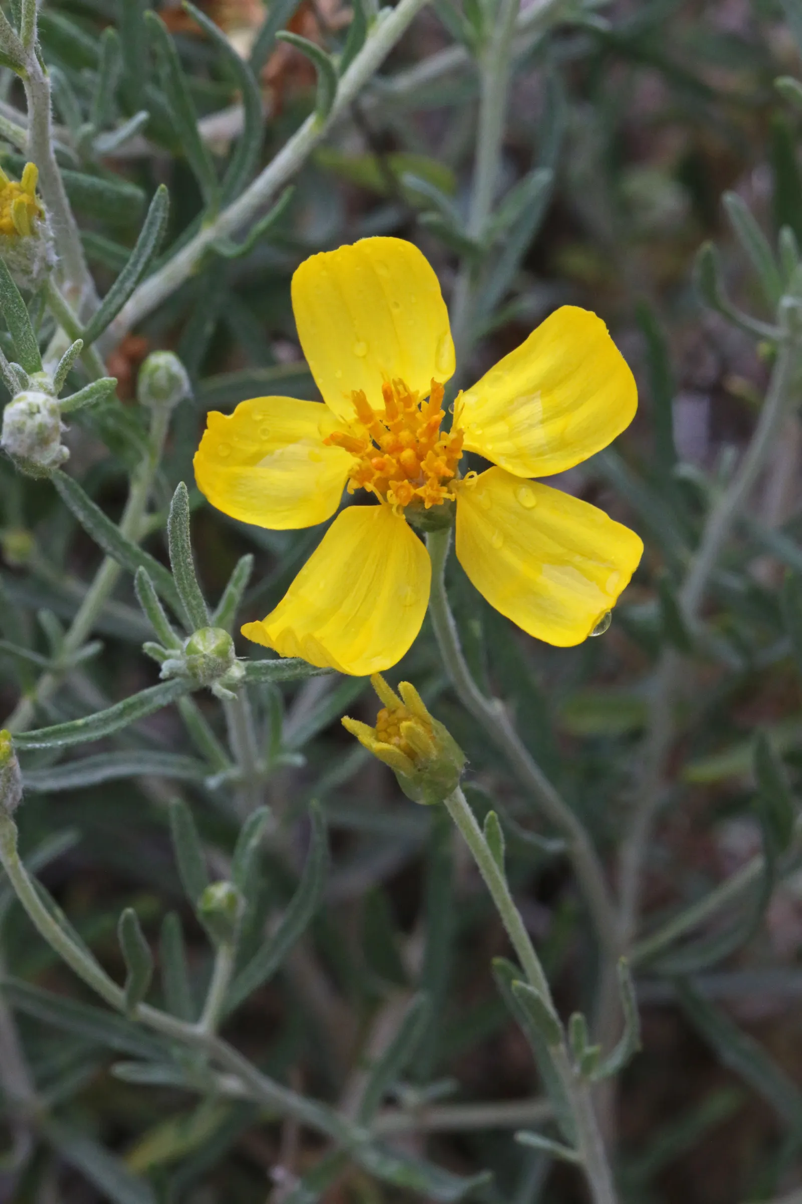 Cooper's Paperflower (Psilostrophe Cooperi) — peaking during the hot summer months