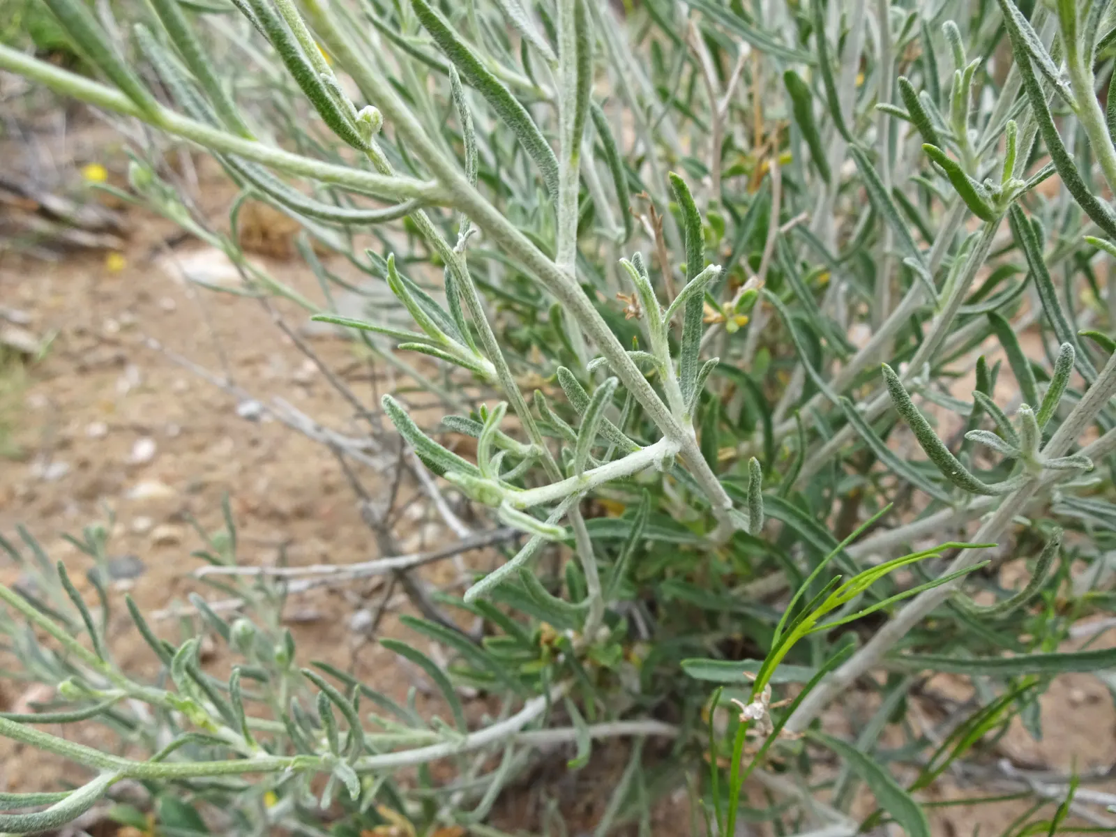 Cooper's Paperflower (Psilostrophe Cooperi) — needing only occasional deep watering during extended dry periods