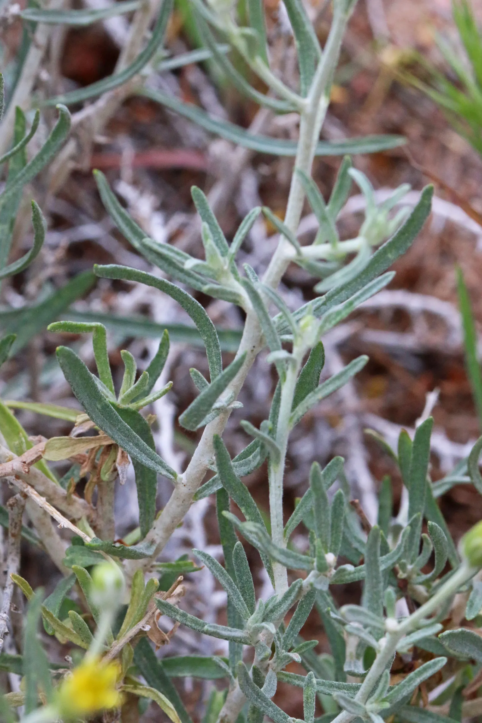 Cooper's Paperflower (Psilostrophe Cooperi) — be sure to allow ample room for this plant to spread.<br><br>In your landscape design