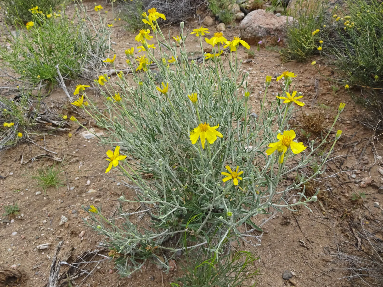 Cooper's Paperflower (Psilostrophe Cooperi) — the Paperflower requires well-drained soil and full sun exposure to thrive