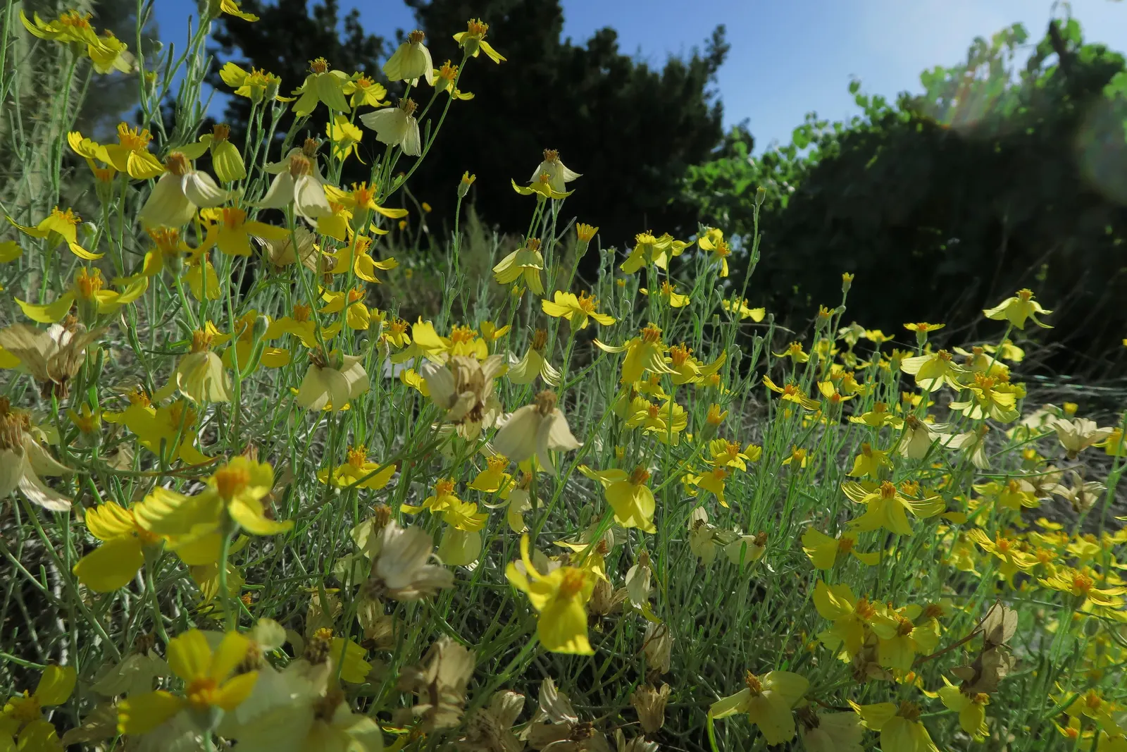 Cooper's Paperflower (Psilostrophe Cooperi) — is a striking perennial native to the desert regions of the southwestern United States