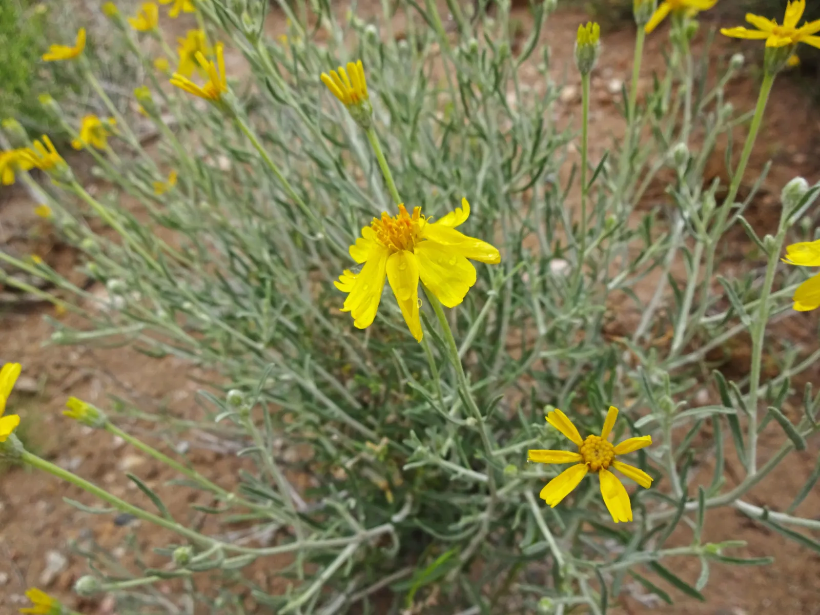 Cooper's Paperflower (Psilostrophe Cooperi) — The flowers retain their attractive form and color even after drying
