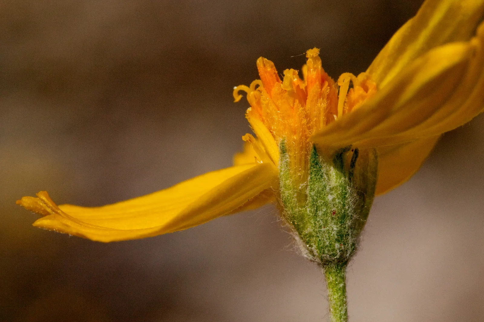 Cooper's Paperflower (Psilostrophe Cooperi) — Cooper's Paperflower (Psilostrophe cooperi) is a low-maintenance