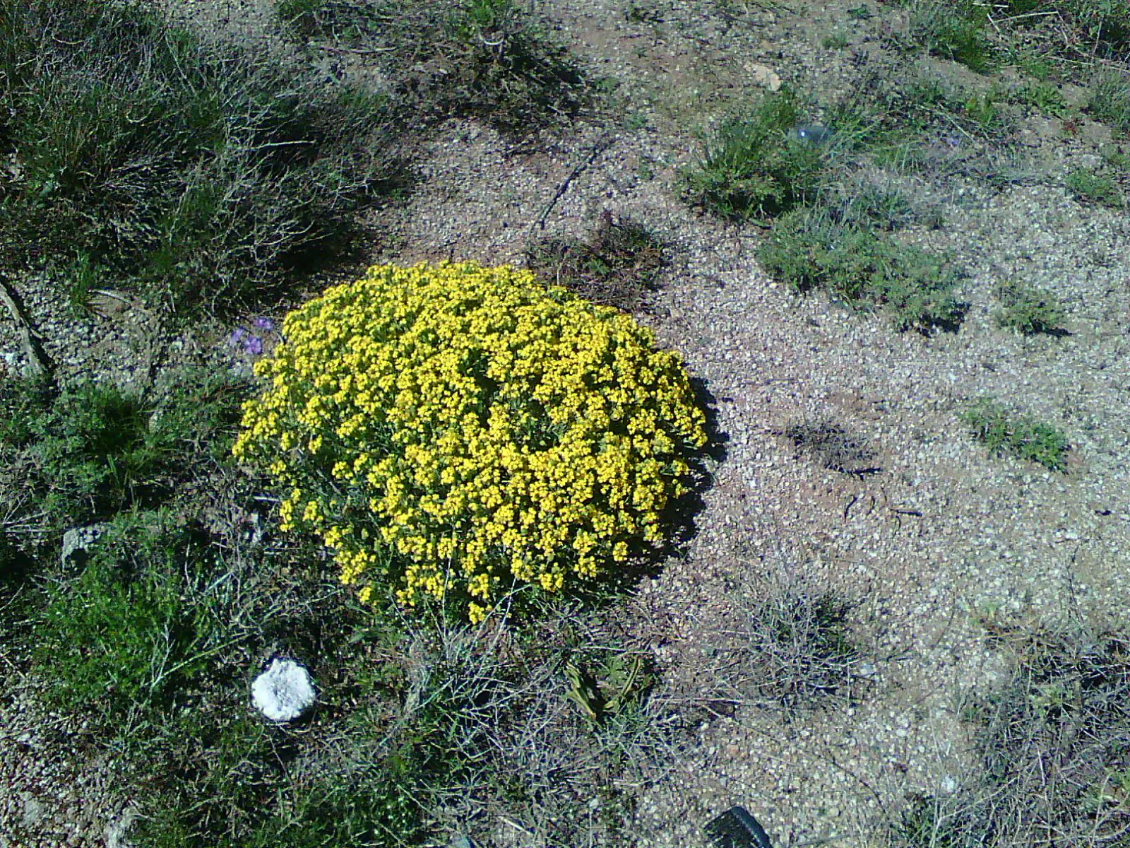 Cooper's Paperflower (Psilostrophe Cooperi) — daisy-like blooms measuring about 1 inch across