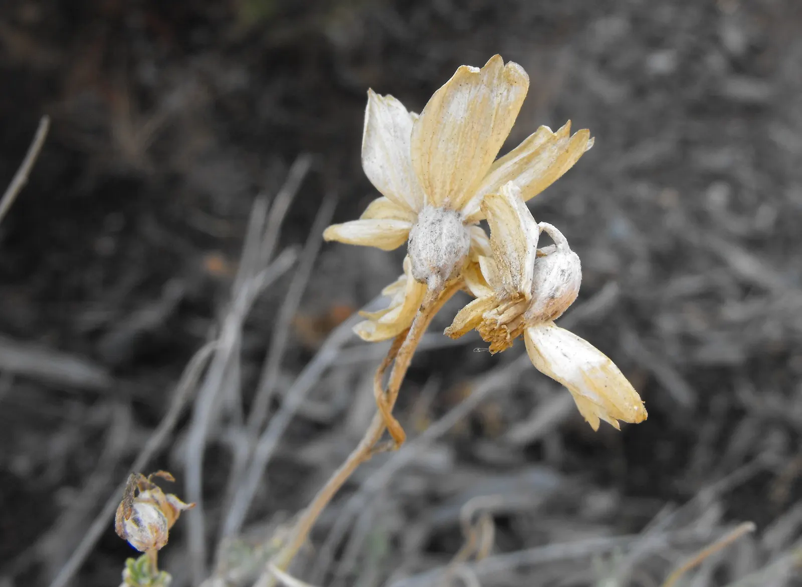Cooper's Paperflower (Psilostrophe Cooperi) — with papery petals persisting through summer and into fall