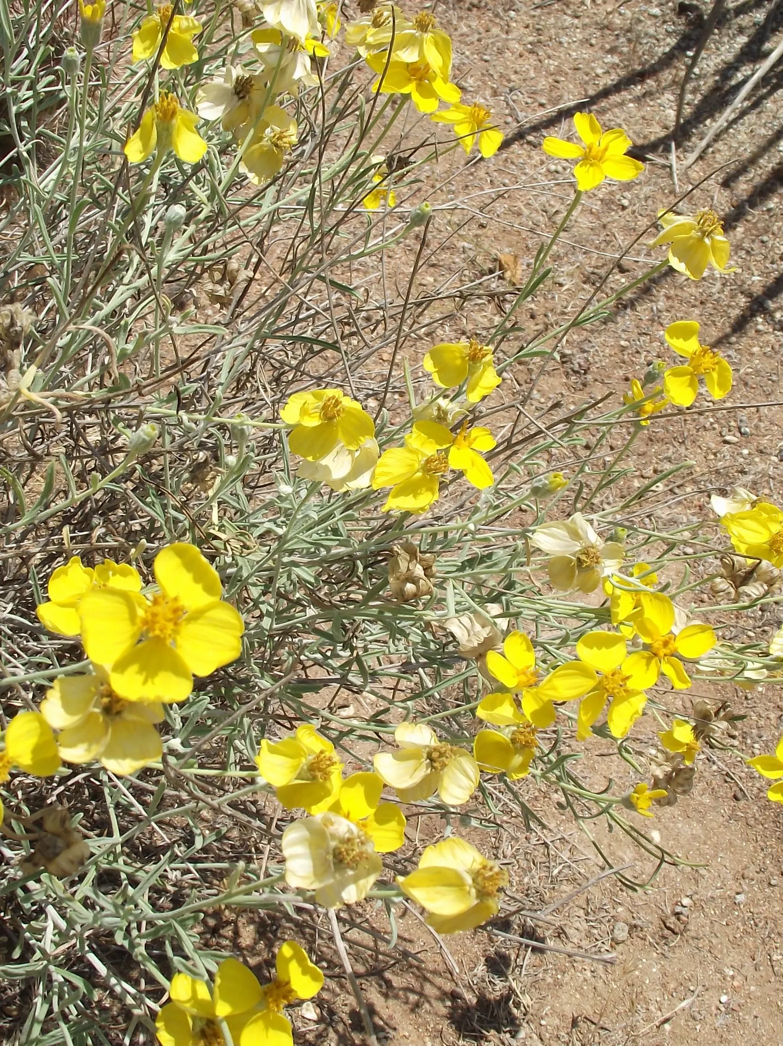 Cooper's Paperflower (Psilostrophe Cooperi) — which appear to be crafted from delicate tissue paper