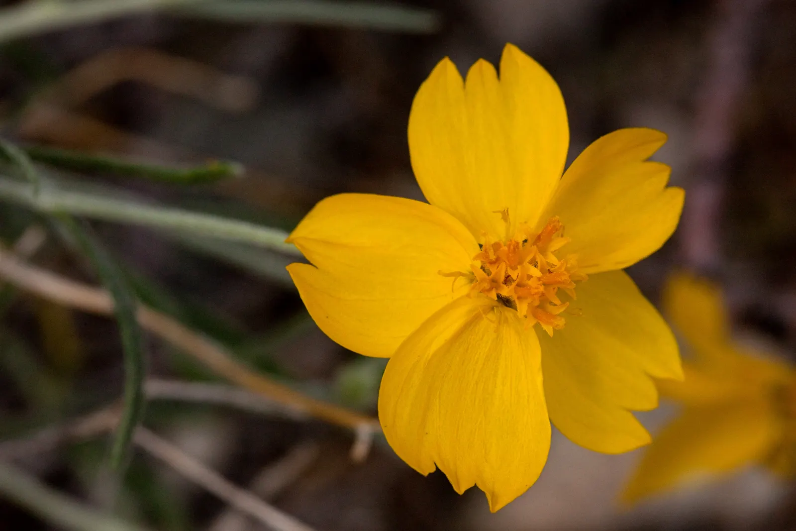 Cooper's Paperflower (Psilostrophe Cooperi) — with the added benefit of attracting pollinators like bees and butterflies