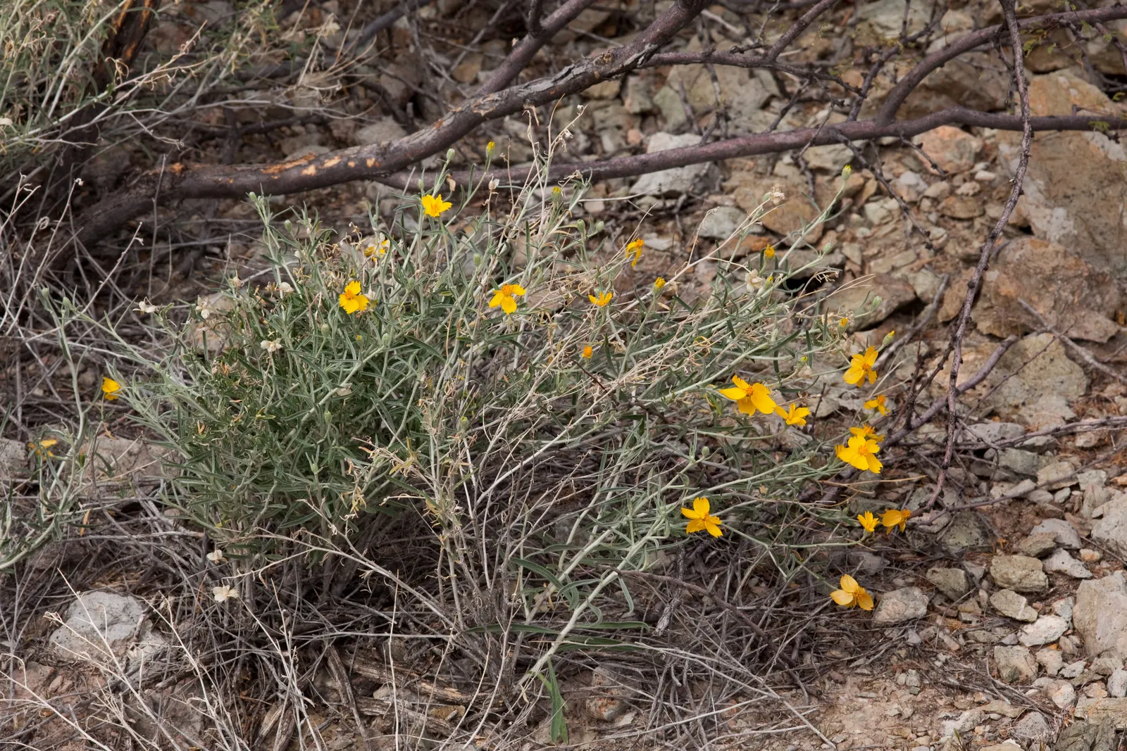Cooper's Paperflower (Psilostrophe Cooperi) — it is highly low-maintenance