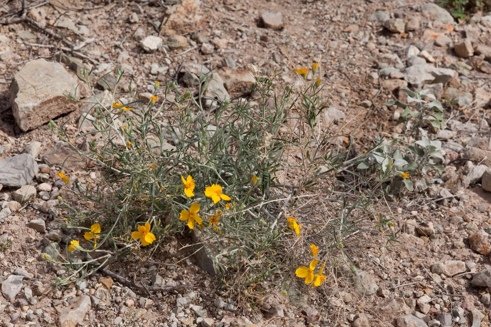 Cooper's Paperflower (Psilostrophe Cooperi) — Always conscious of space