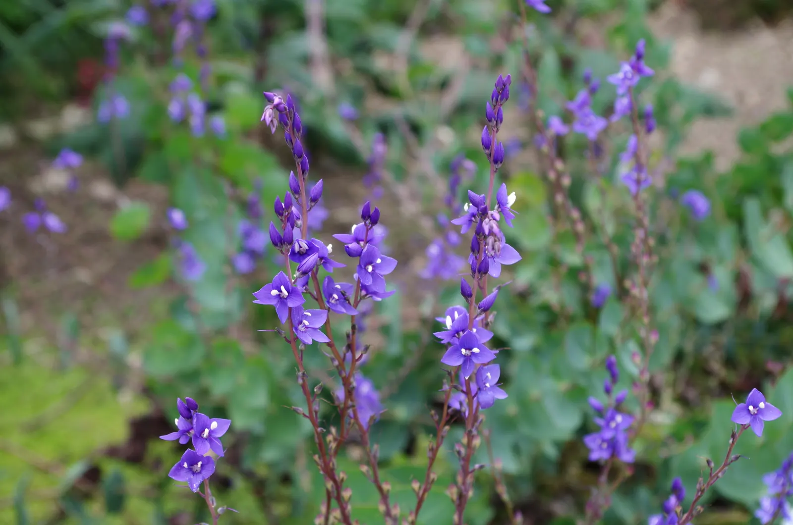 Digger's Speedwell (Veronica perfoliata) — white-to-blue flowers that bloom in early summer