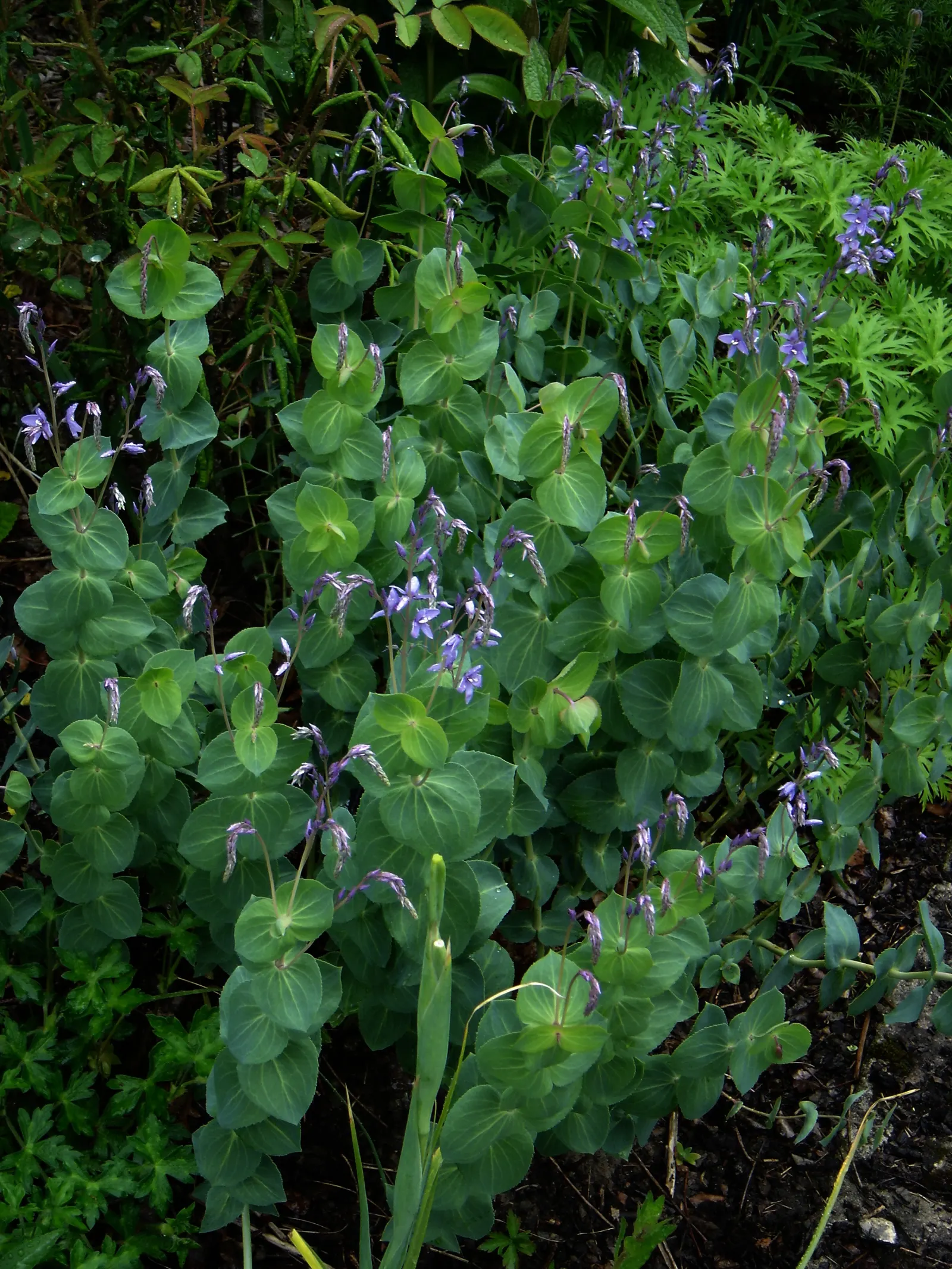 Digger's Speedwell (Veronica perfoliata) — arranged tightly on stems