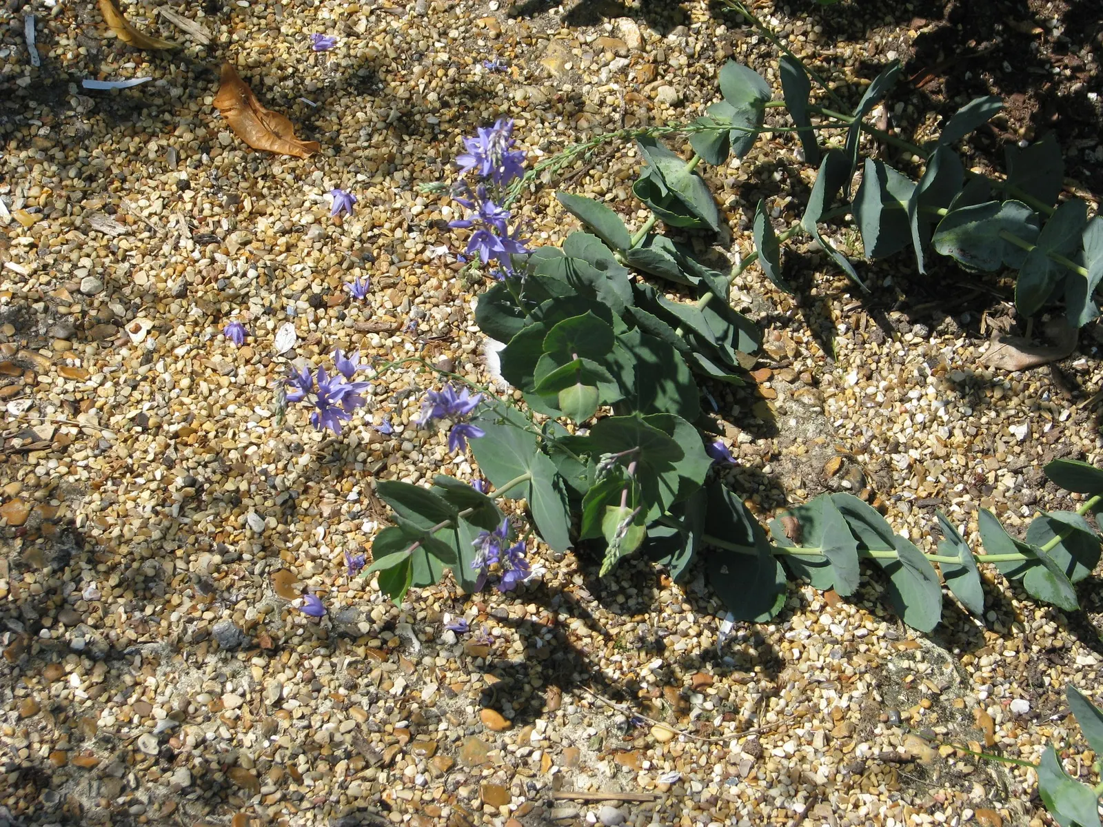 Digger's Speedwell (Veronica perfoliata) — this evergreen plant reaches a mature height of approximately 1-1.5 feet and can spread out to 2-3 feet wide