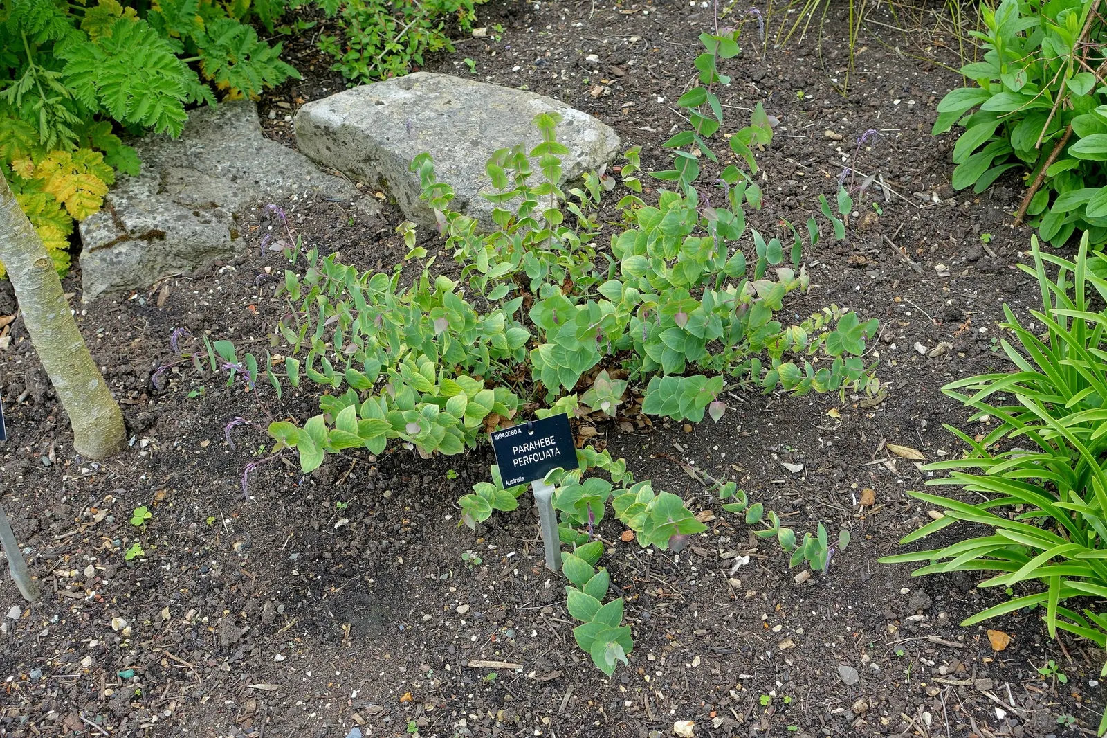 Digger's Speedwell (Veronica perfoliata) — Suited for USDA zones 8-10, it thrives in full sunlight and well-drained soil