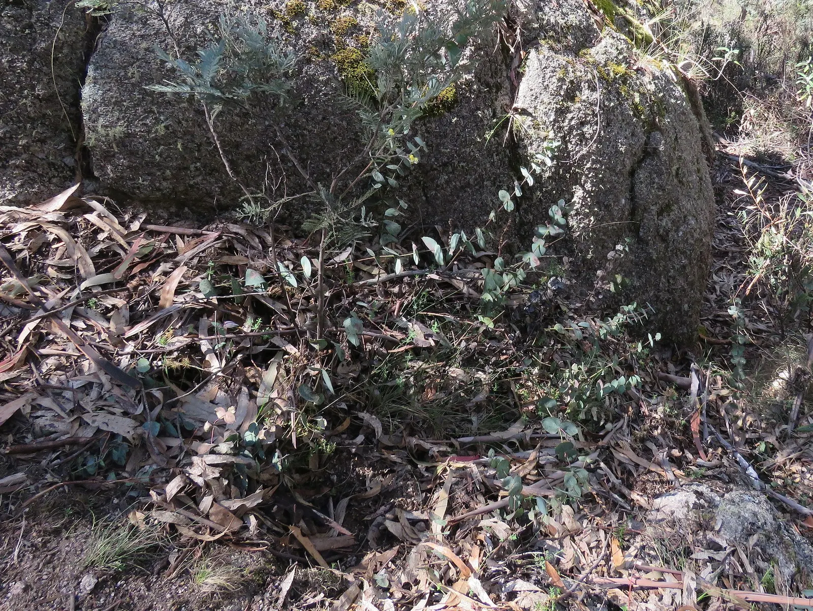 Digger's Speedwell (Veronica perfoliata) — Originating from New Zealand