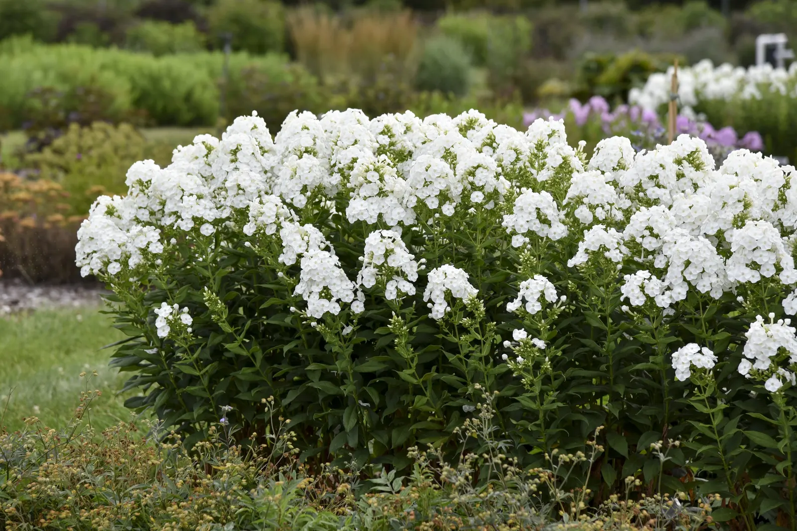 'Backlight' Tall Garden Phlox (Phlox paniculata) — pure white flower panicles above deep green foliage