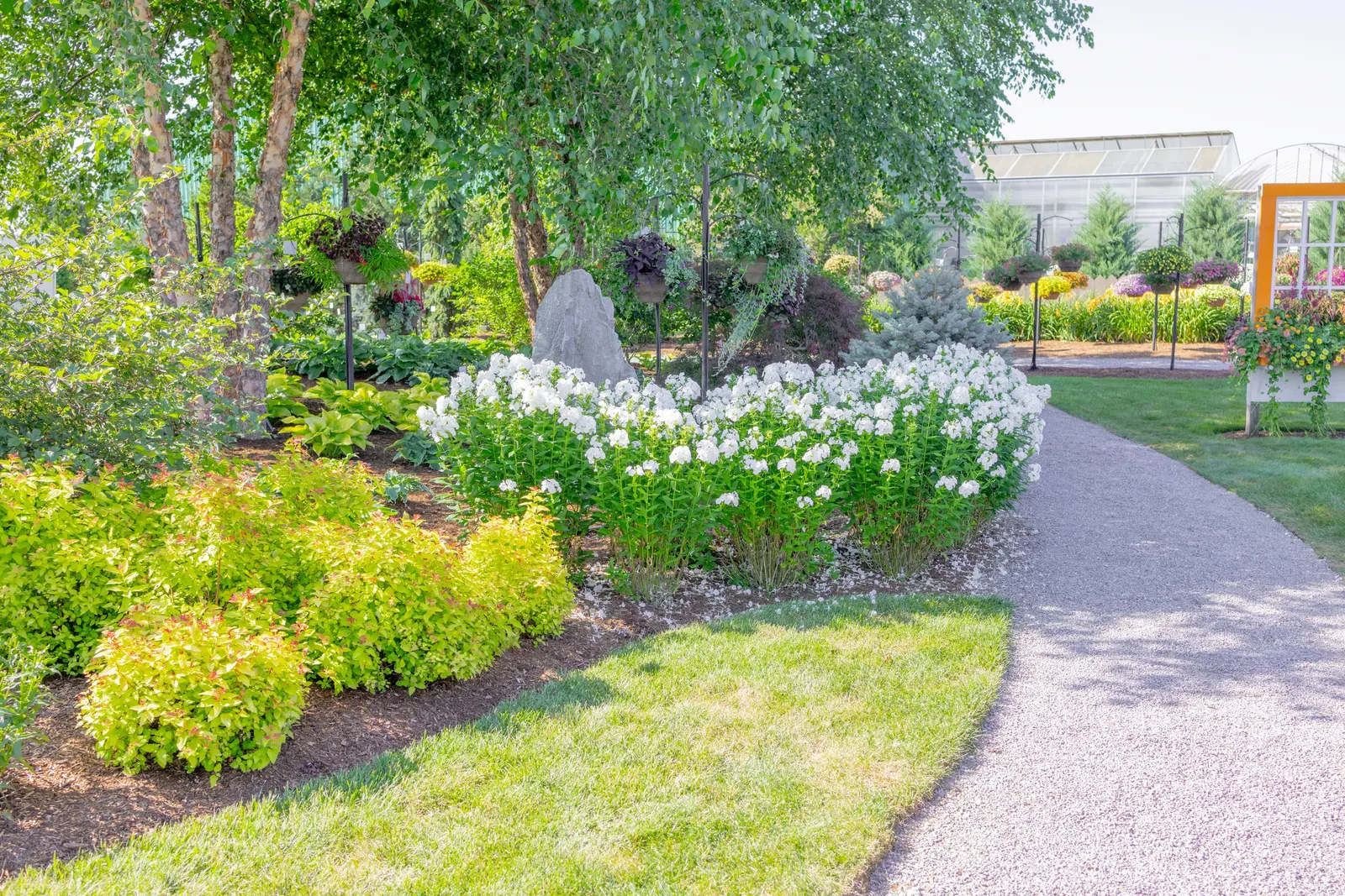 'Backlight' Tall Garden Phlox (Phlox paniculata) — The Phlox paniculata 'Backlight' is an upright Proven Winners® garden phlox with fragrant