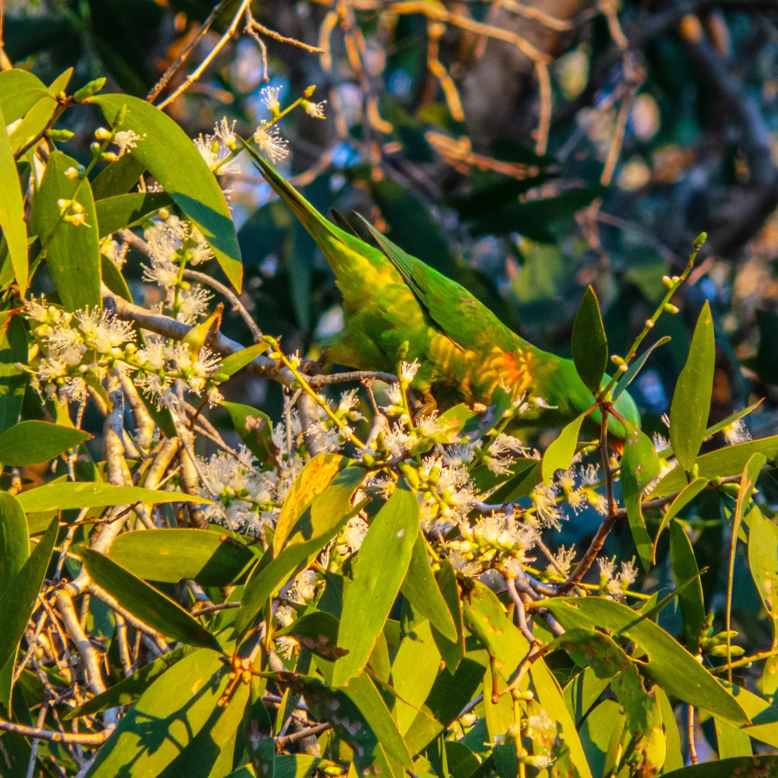 Weeping Tea Tree (Leptospermum 'Dark Shadows') — is an elegant evergreen with pendulous branches reaching up to 10 feet high and spreading 8 feet wide