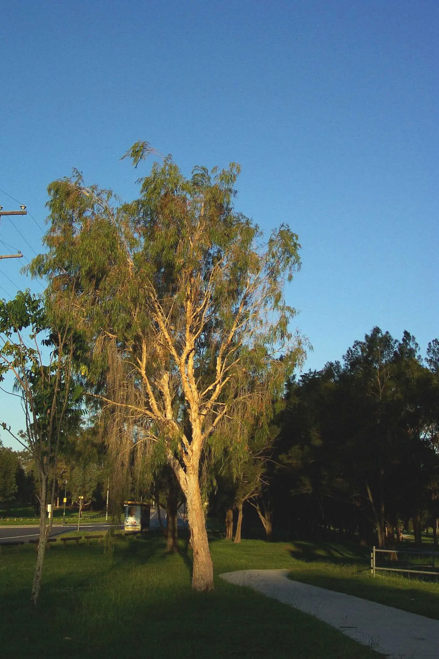 Weeping Tea Tree (Leptospermum 'Dark Shadows') — Preferring full sun to part shade, it requires well-drained soil and moderate watering