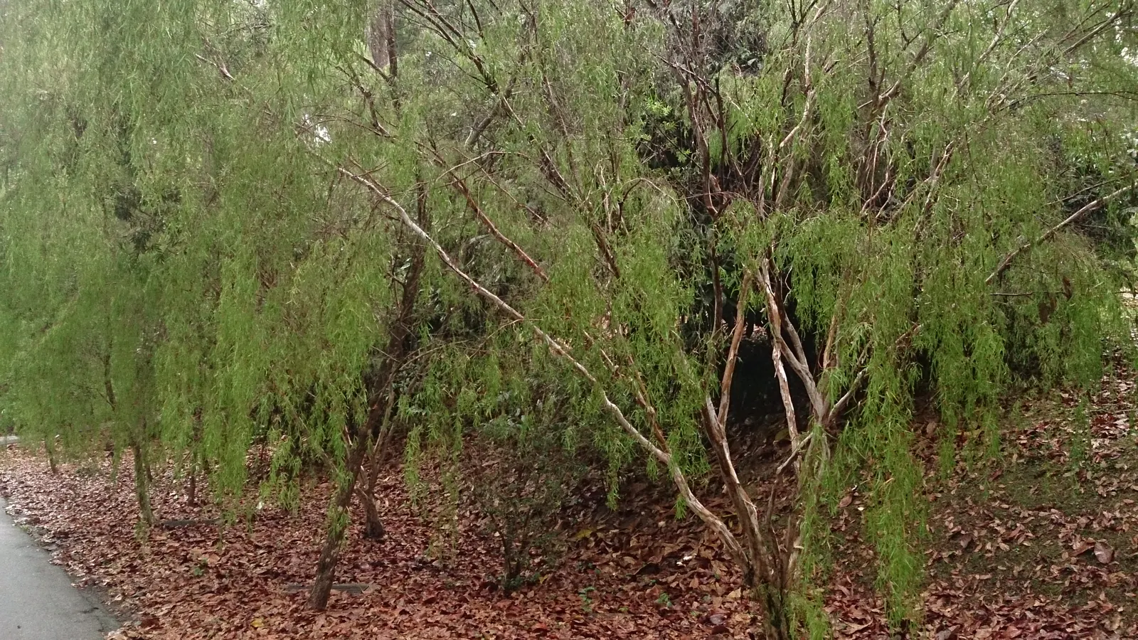 Weeping Tea Tree (Leptospermum 'Dark Shadows') — which emerge in abundance and provide a striking contrast against the foliage