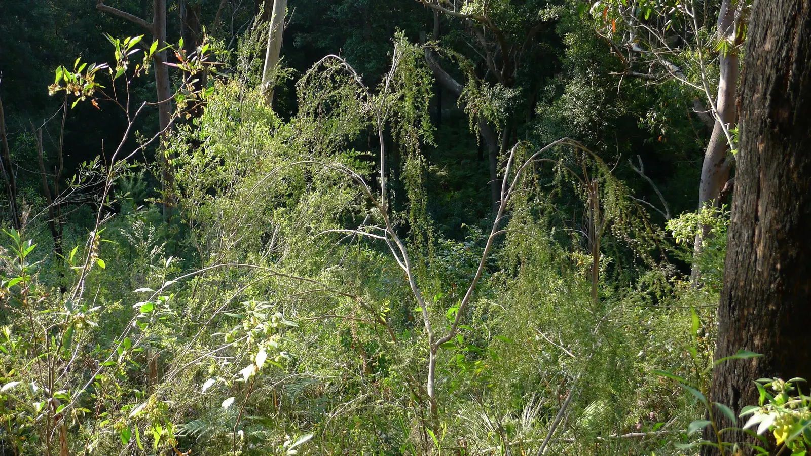 Weeping Tea Tree (Leptospermum 'Dark Shadows') — and is drought tolerant once established