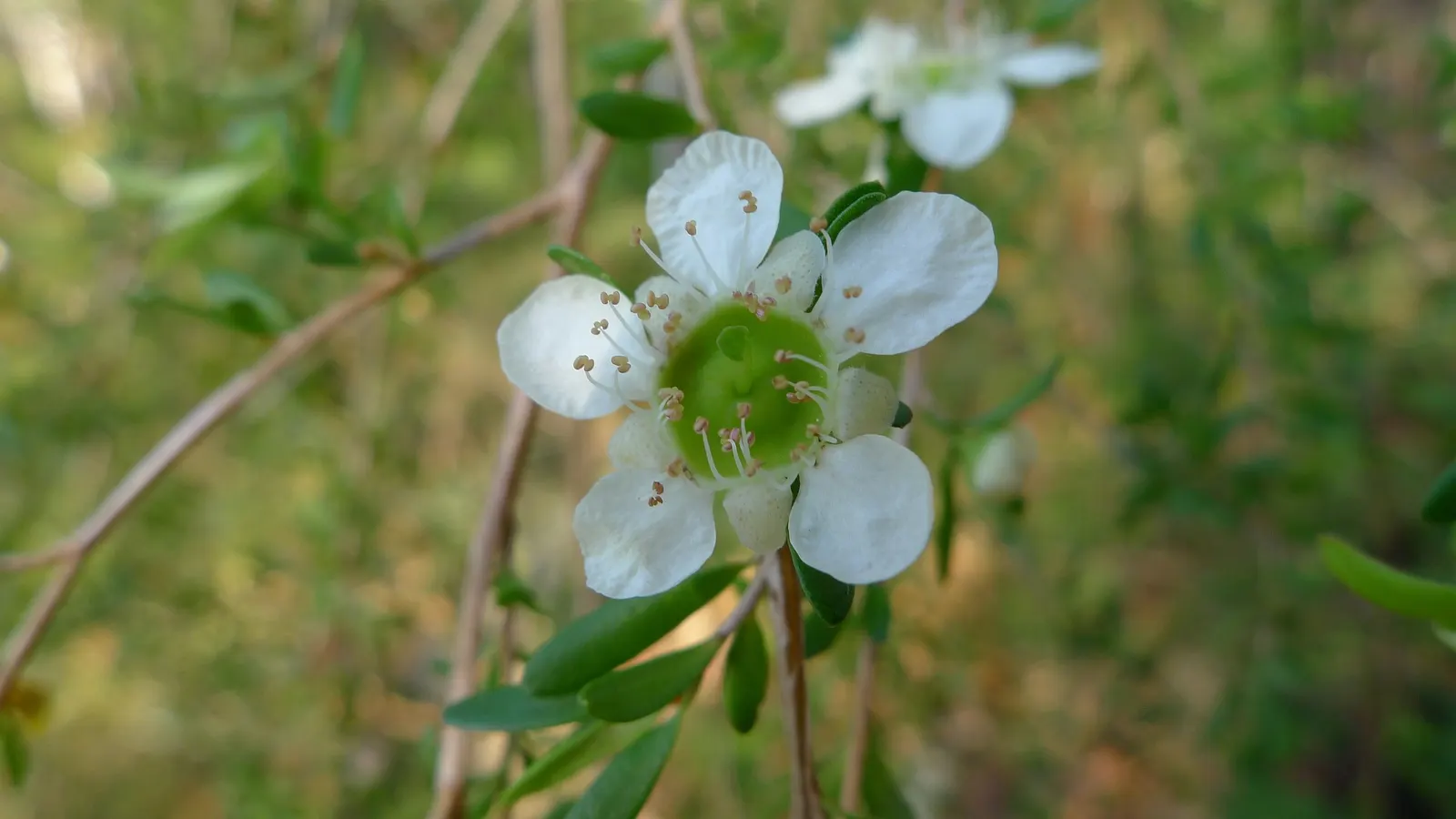 Weeping Tea Tree (Leptospermum 'Dark Shadows') — needle-like leaves which create a dense canopy