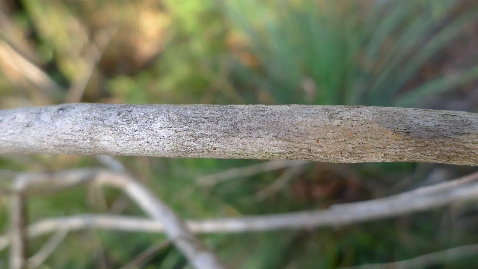 Weeping Tea Tree (Leptospermum 'Dark Shadows') — This cultivar of the Myrtaceae family is characterized by its weeping habit
