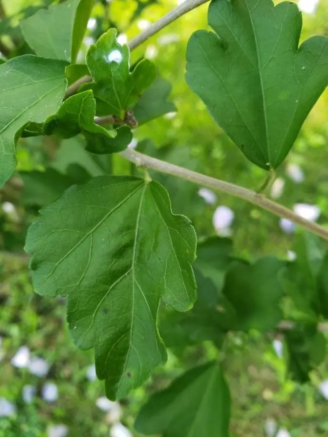 Rose Of Sharon, Shrub Althaea (Hibiscus Syriacus) — also known as Shrub Althaea; shrub for full or half, image 53