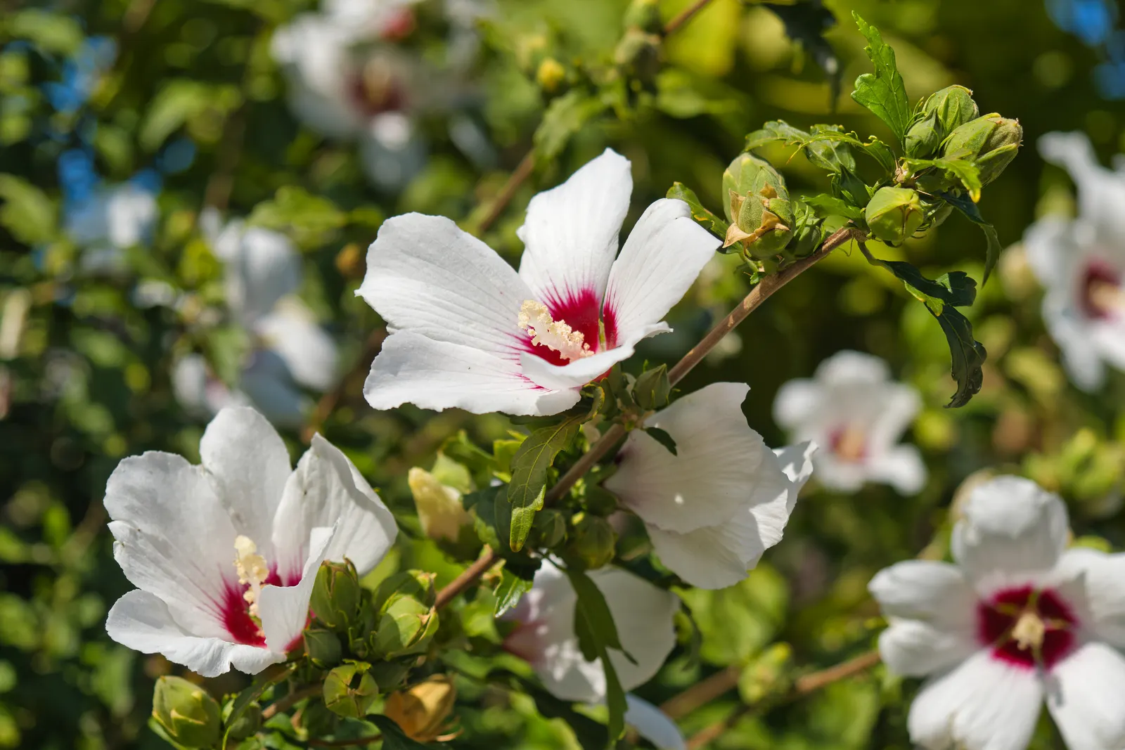 Rose Of Sharon, Shrub Althaea (Hibiscus Syriacus) — consider using it as a specimen plant; this upright shrub showcases a broad, image 87