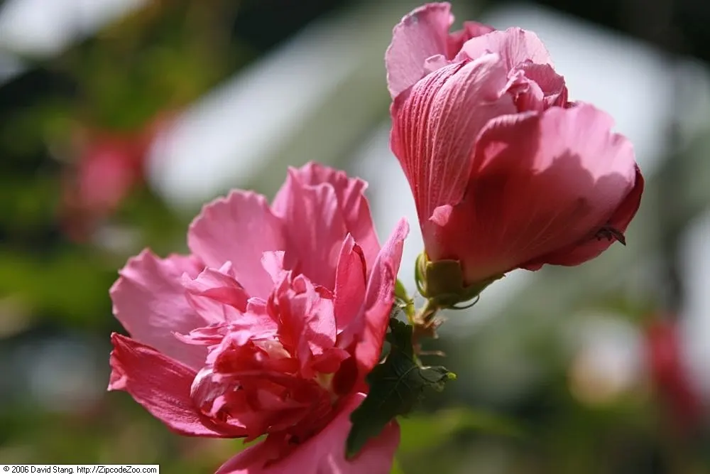 Rose Of Sharon, Shrub Althaea (Hibiscus Syriacus) — ranging in color from white to pink, image 58