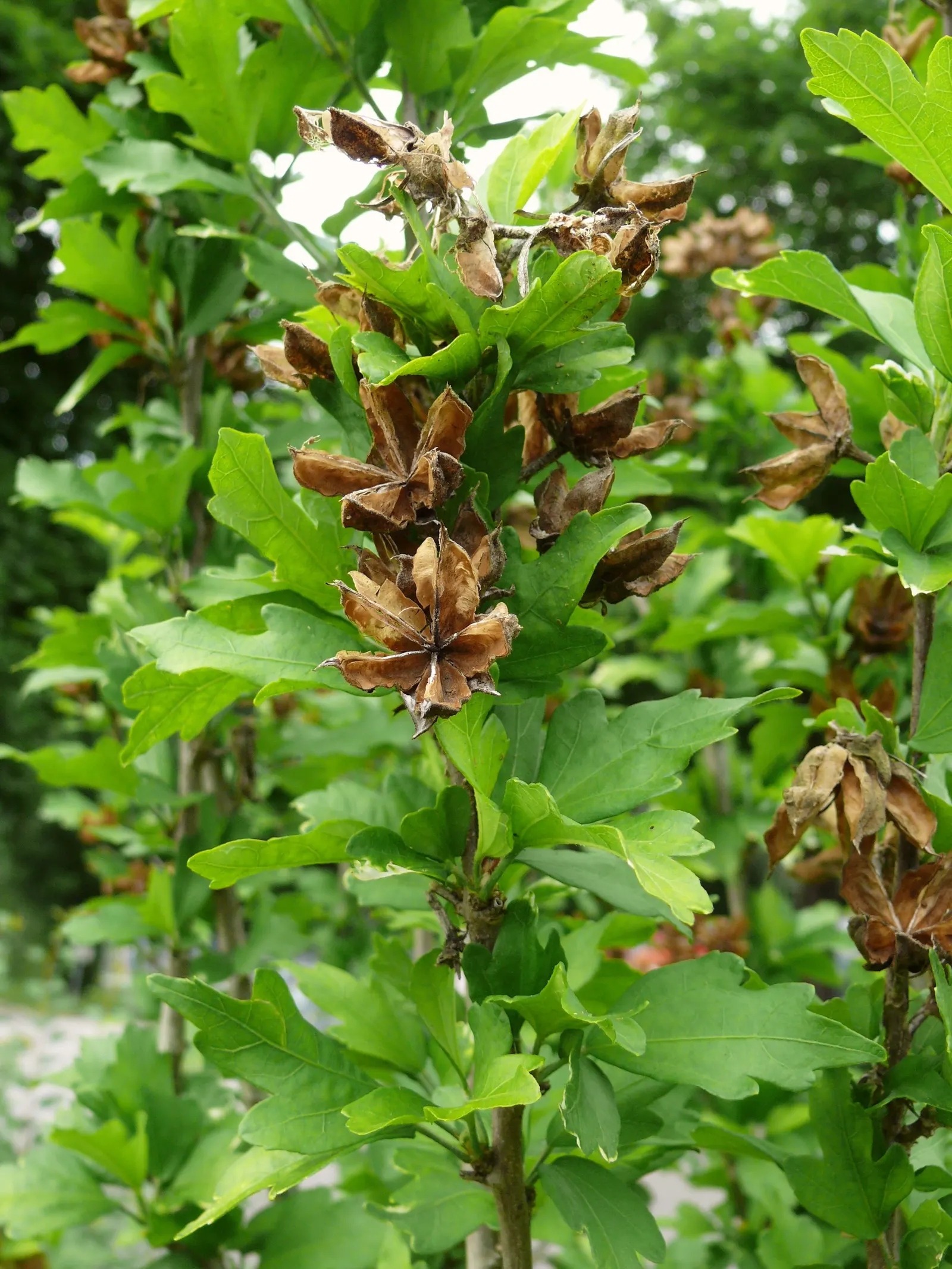Rose Of Sharon, Shrub Althaea (Hibiscus Syriacus) — showy flowers that can be single or double; exotic flair to temperate landscapes in USDA zones, image 80