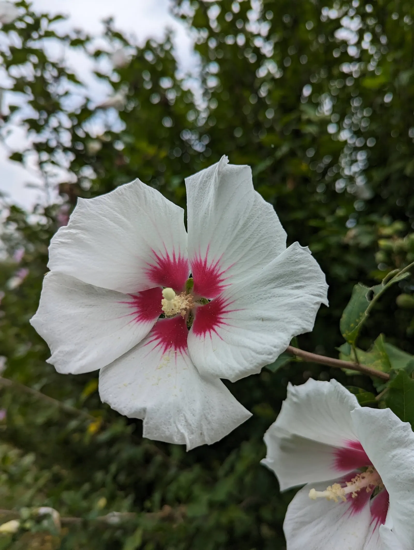 Rose Of Sharon, Shrub Althaea (Hibiscus Syriacus) — lasts for only a day or so but is replaced by others in quick succession