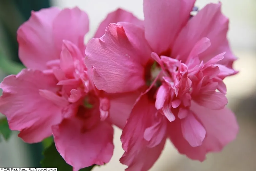 Rose Of Sharon, Shrub Althaea (Hibiscus Syriacus) — this upright shrub showcases a broad; also known as Shrub Althaea, image 54
