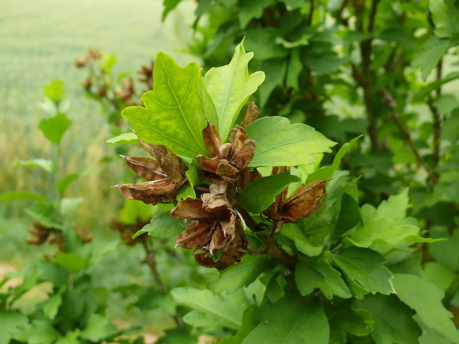 Rose Of Sharon, Shrub Althaea (Hibiscus Syriacus) — is a deciduous flowering shrub that adds a tropical flair to temperate landscapes